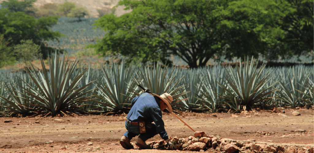 Foto trabajador Campo Agave_2